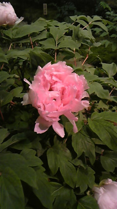 DVC00099 のコピー