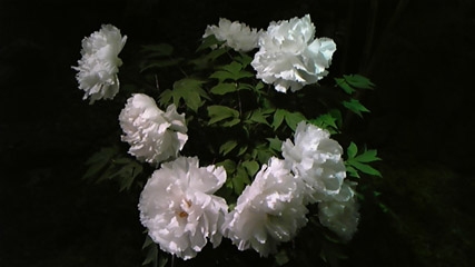 DVC00102 のコピー